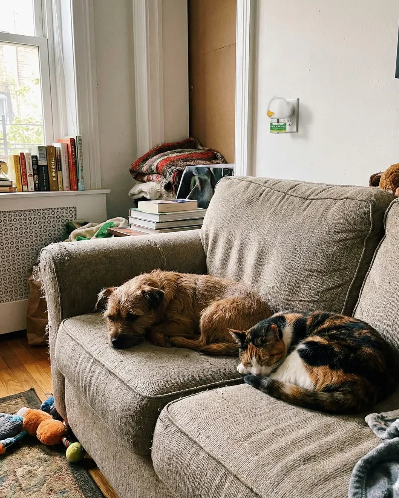 Review by Matteo Ricci