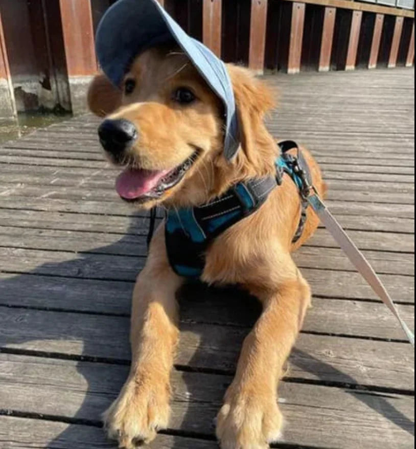 ⭐ Doggo Hat ⭐